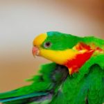 Барнардовый попугай - описание вида