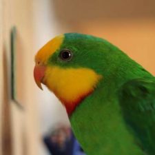 Барнардовый попугай - содержание
