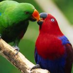 Благородный попугай Электус - особенности вида