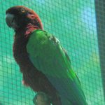 Блестящие попугаи - не способны к изучению слов