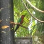Блестящие попугаи - описание вида