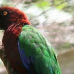 Блестящие попугаи - особенности вида