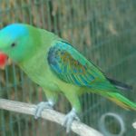 Большеклювые попугаи - необычный вид
