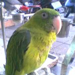 Большеклювые попугаи - описание вида