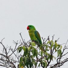 Большеклювые попугаи - особенности вида