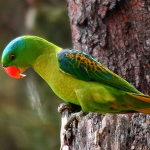 Большеклювые попугаи - редкий вид