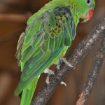 Большеклювые попугаи - тропический вид