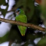 Дятловые попугайчики - описание вида