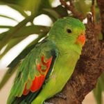 Дятловые попугайчики - особенности вида