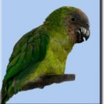 Дятловые попугайчики - подвид волнистых попугаев