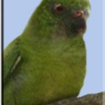 Дятловые попугайчики - содержание