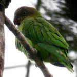 Дятловые попугайчики - яркий вид