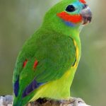 Фиговый попугай - активный вид