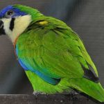 Фиговый попугай - экзотический вид