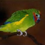 Фиговый попугай - тропический попугай