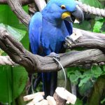 Гиацинтовый попугай ара - дружелюбный вид