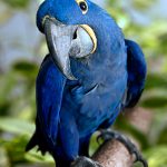 Гиацинтовый попугай ара - крупный вид