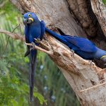 Гиацинтовый попугай ара - описание вида
