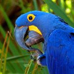 Гиацинтовый попугай ара - особенности вида