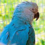 Голубой ара - любознательный вид