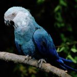Голубой ара - описание вида