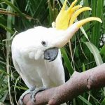 Какаду большой желтохохлый - красивая порода