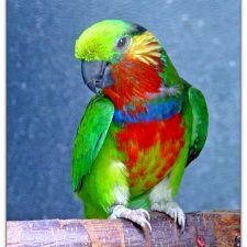 Карликовые попугаи - активный вид