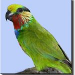 Карликовые попугаи - -описание вида