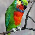 Карликовые попугаи - особенности вида