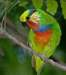 Карликовые попугаи - тихий вид