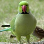 Кольчатый попугай - дружелюбный вид