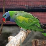 Кольчатый попугай - можно научить говорить