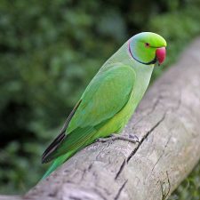 Кольчатый попугай - описание вида