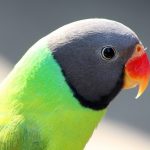 Кольчатый попугай - средний вид