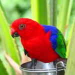 Королевский попугай - средний вид