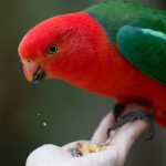 Королевский попугай - описание вида