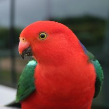 Королевский попугай - яркий вид