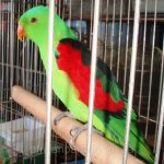 Краснокрылый попугай - описание вида