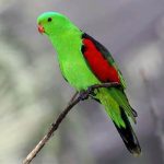 Краснокрылый попугай - особенности вида