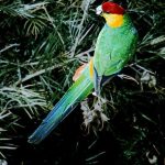 Красношапочные попугаи - активный вид