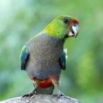 Красношапочные попугаи - дикий вид