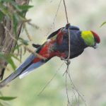 Красношапочные попугаи - описание вида