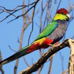 Красношапочные попугаи - особенности вида