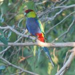 Красношапочные попугаи - плохо обучаем речи
