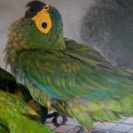 Красный попугай ара - дружелюбный вид