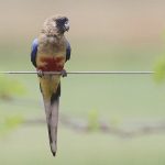 Кровавобрюхие плоскохвостые попугаи - описание вида
