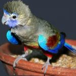 Кровавобрюхие плоскохвостые попугаи - особенности вида