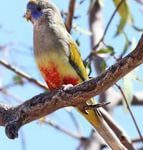 Кровавобрюхие плоскохвостые попугаи - птица среднего размера