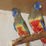Кровавобрюхие плоскохвостые попугаи - содержание