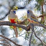 Кровавобрюхие плоскохвостые попугаи - уход